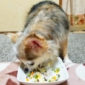 愛犬の腎臓病食事 豚ミンチで椎茸といんげんの卵雑炊 レシピ 作り方 By チヅ 楽天レシピ 愛犬の腎臓病食事 豚ミンチで椎茸といんげんの卵雑炊 レシピ 作り方 By チヅ 楽天レシピ